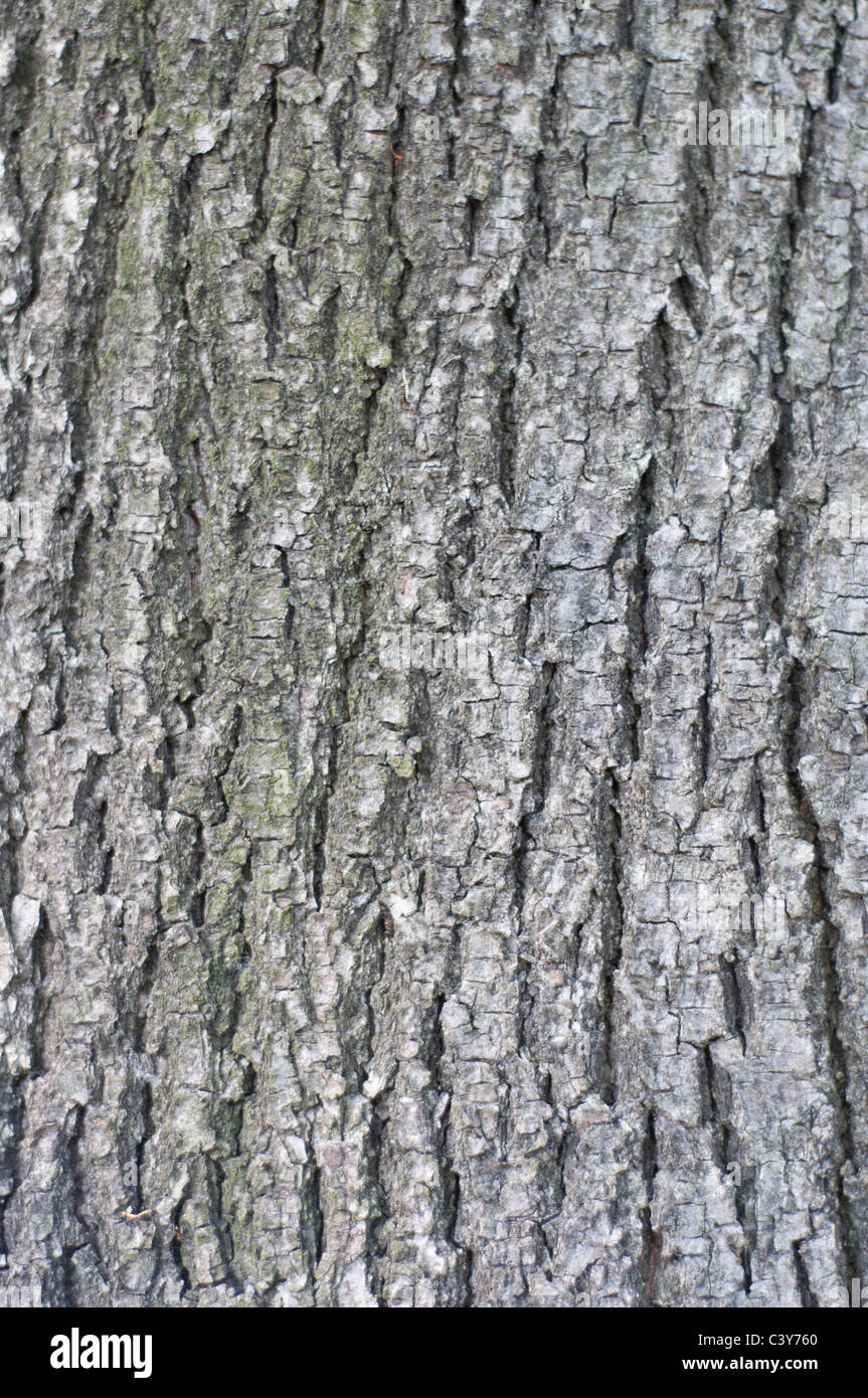 background - porous tree bark Stock Photo