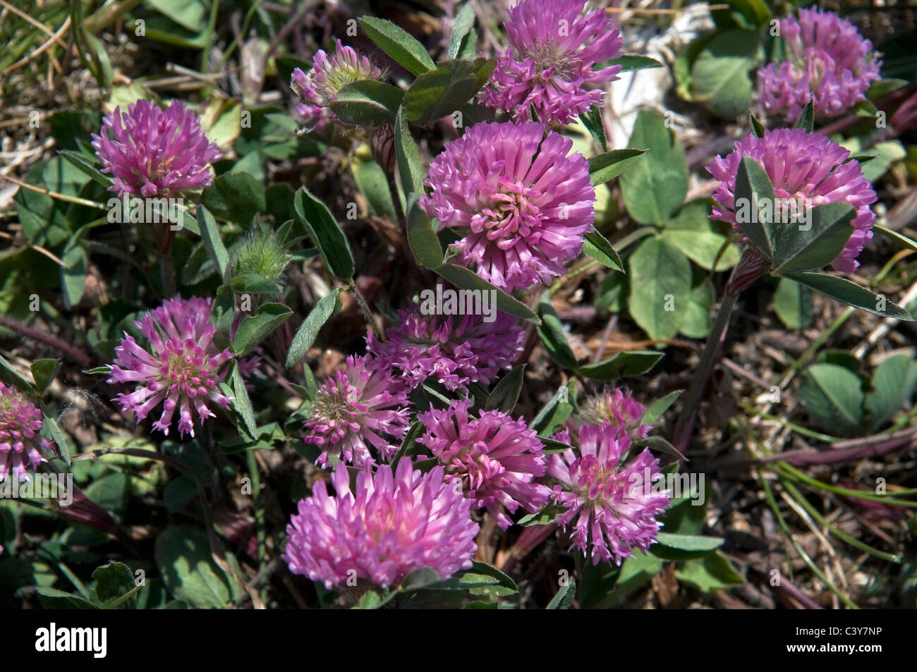Wild seaside plants on the beach at Shoreham-by-Sea, West Sussex, UK Stock Photo