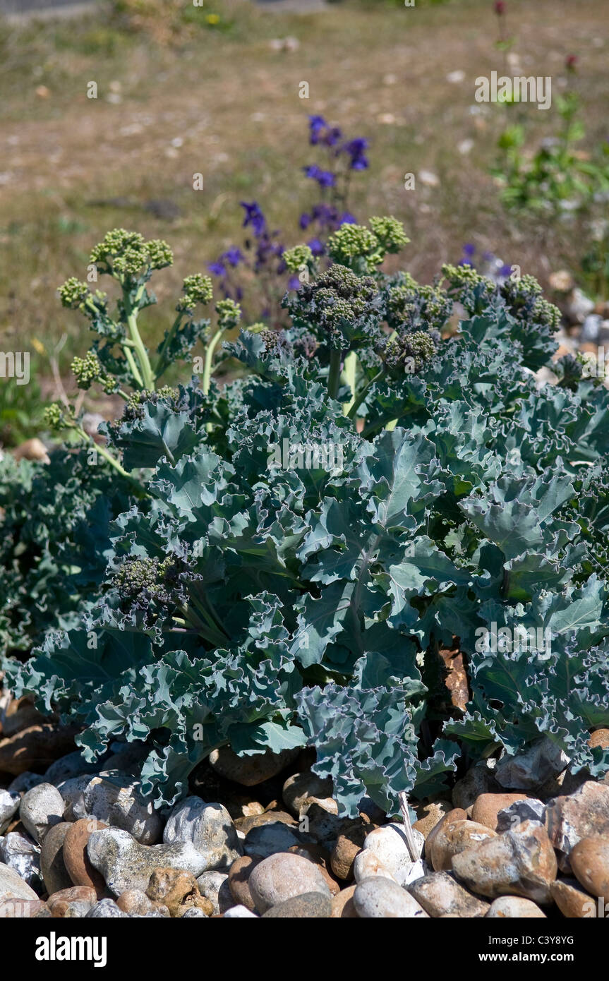 Wild seaside plants on the beach at ShorehambySea, West Sussex, UK