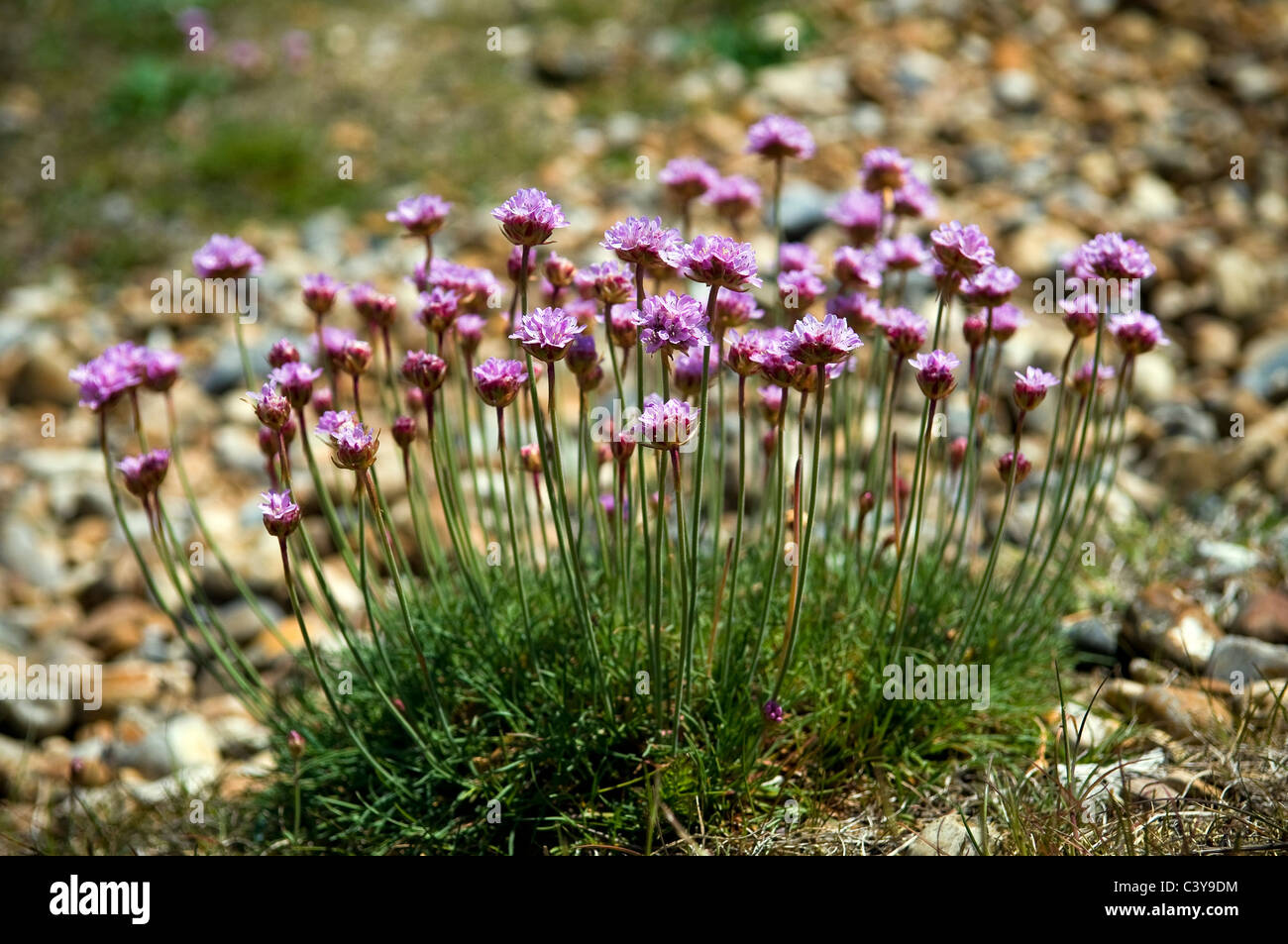 Wild seaside plants on the beach at ShorehambySea, West Sussex, UK
