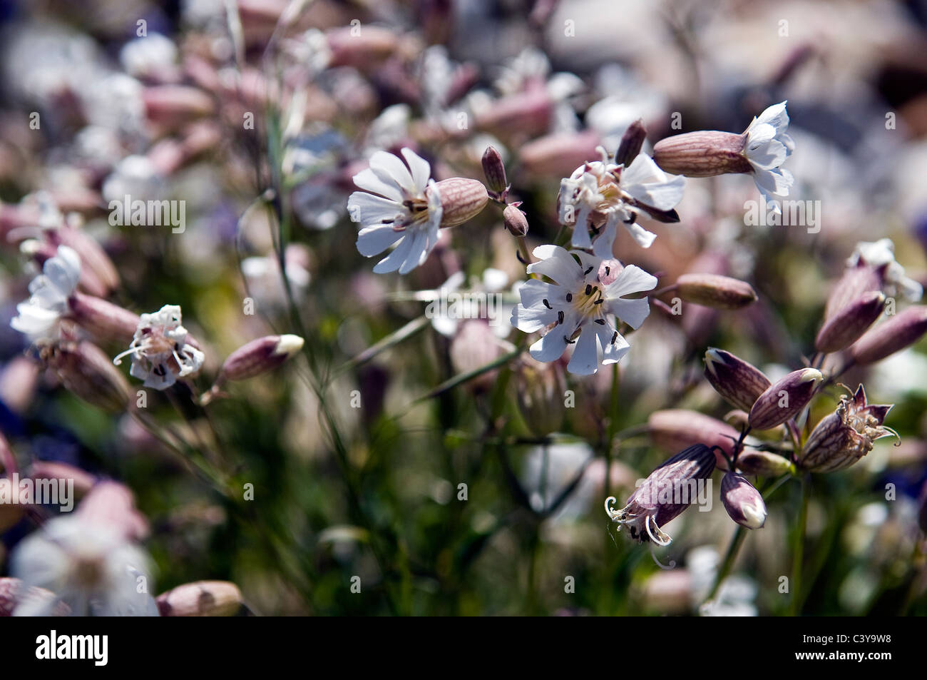 Wild seaside plants on the beach at ShorehambySea, West Sussex, UK