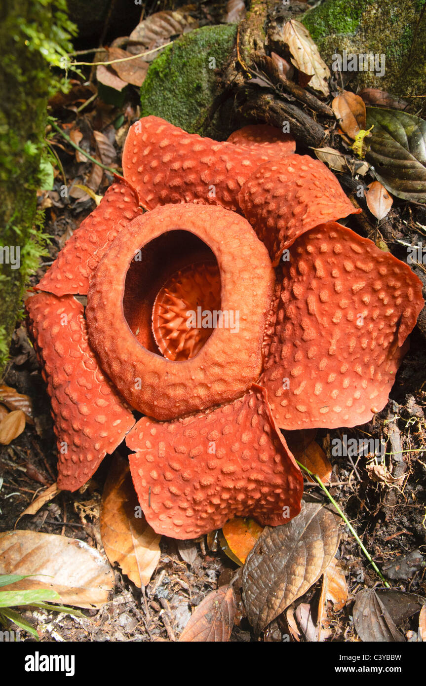 rafflesia tuan-mudae, the world's largest flower, in Gunung Gading ...