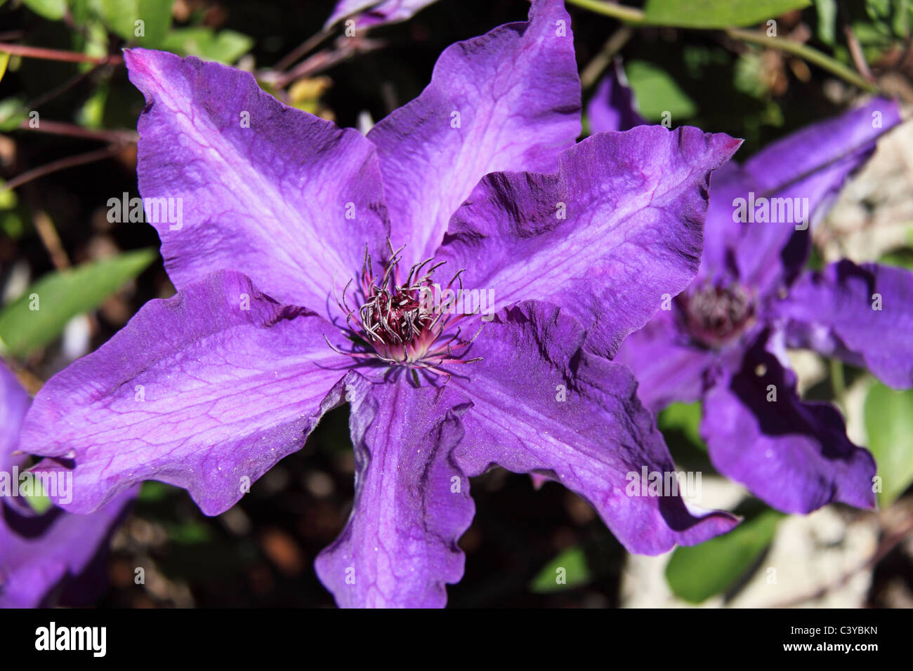 Clematis 'The President' at RHS Garden Wisley, Surrey, England, Great Britain, United Kingdom, UK, Europe Stock Photo