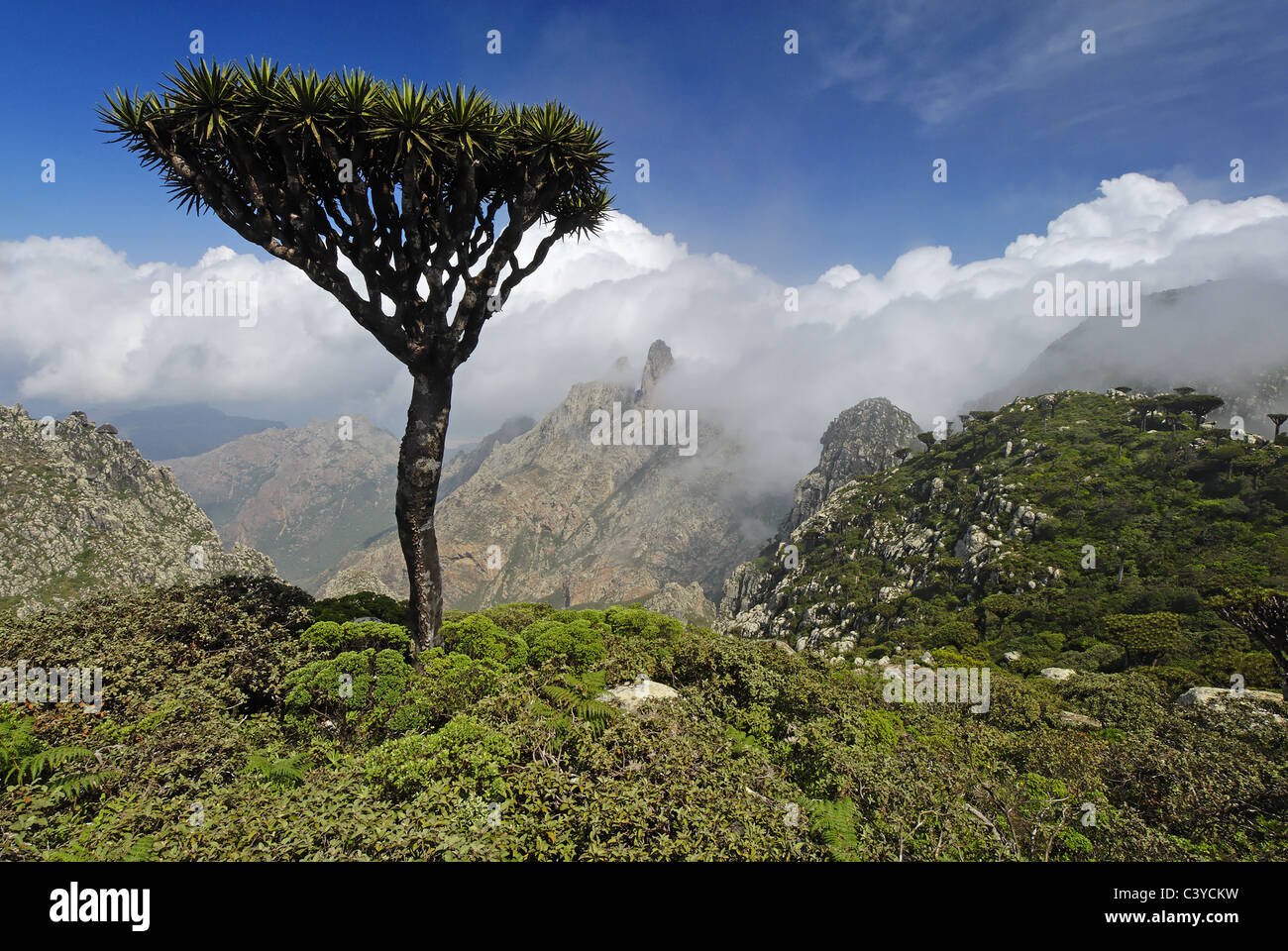 dragon-s-tree-dragon-blood-tree-dracaena-cinnabari-socotra-island
