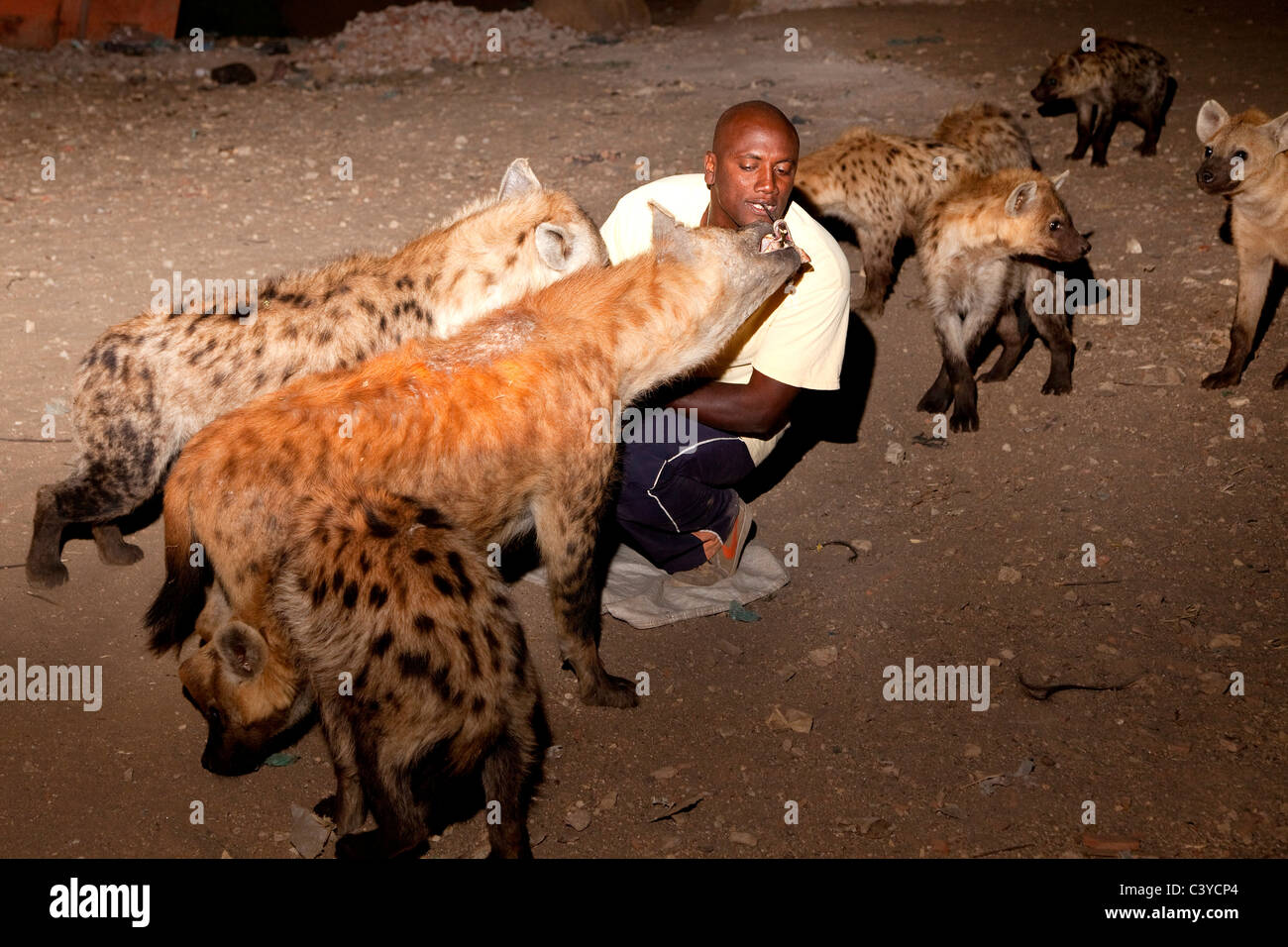 hyena feeding, harar, ethiopia, africa Stock Photo: 36867436 Biology Diagrams