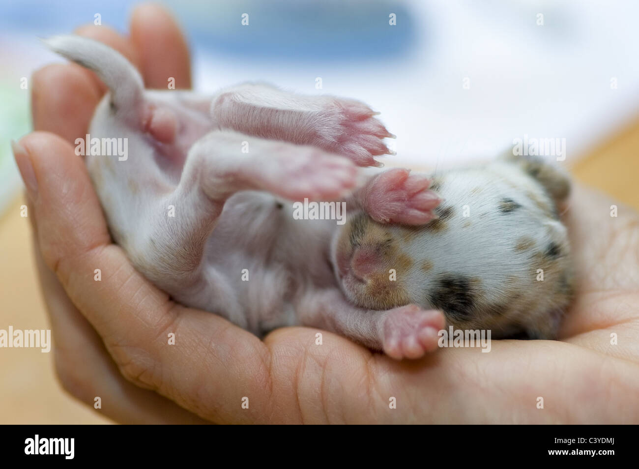 Dwarf rabbit, baby, fur, hand, hands, hare, rabbit, domestic animal, pet, pets, young, new, small, little, smaller, recumbent, l Stock Photo