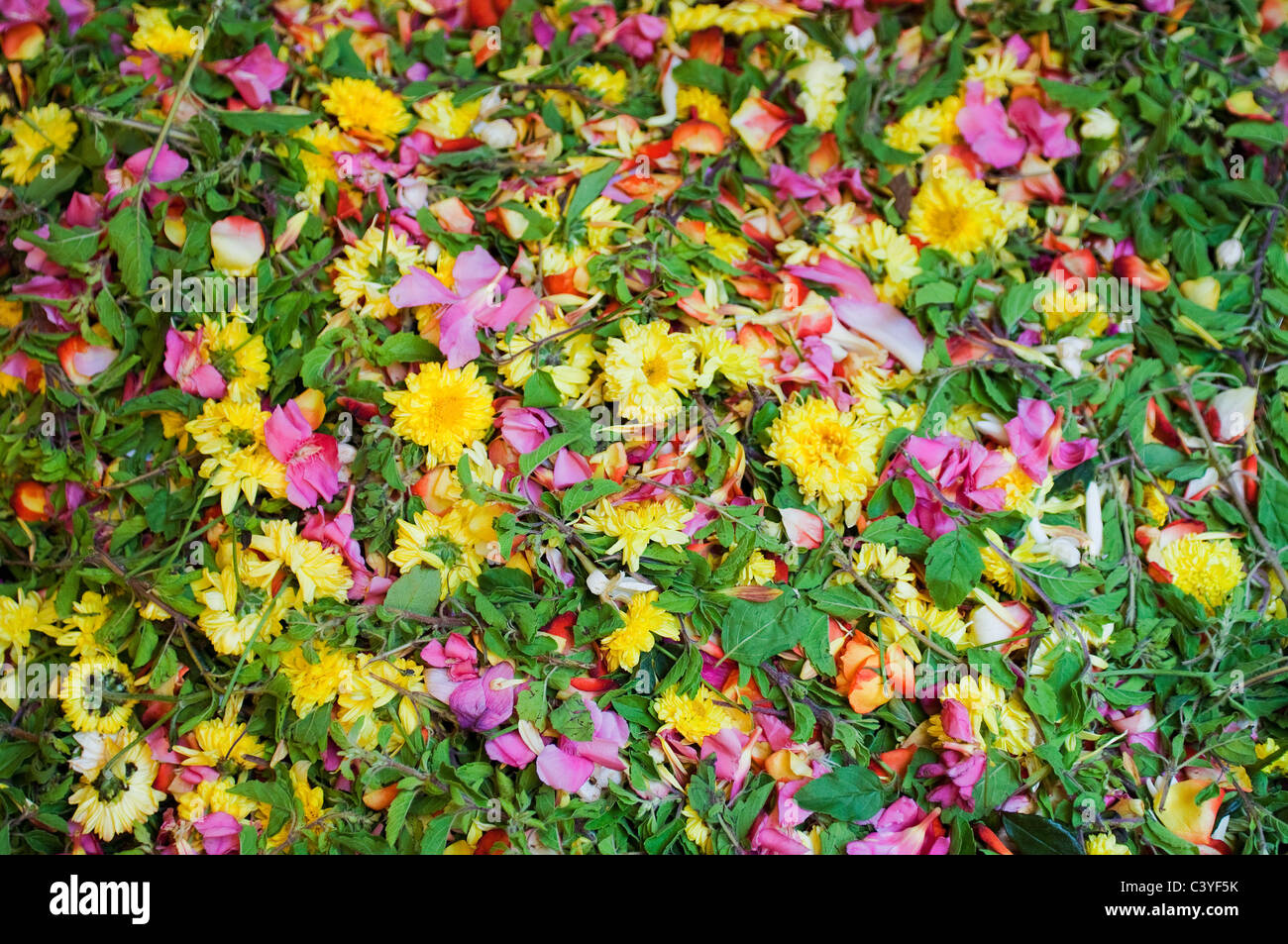 Flowers of indian subcontinent hi-res stock photography and images - Alamy