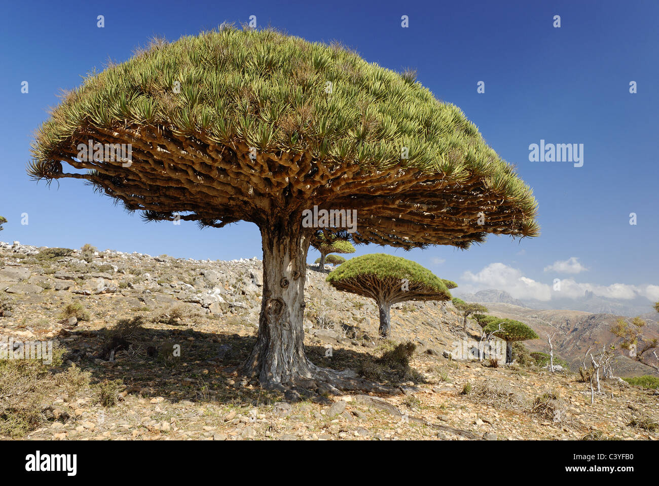 Dragon Blood Tree Dracaena Cinnabari Homhil Plateau Socotra Island Indian Ocean Unesco World Heritage Site Yemen Arabia Stock Photo Alamy Dragon Blood Tree Dracaena Cinnabari Homhil Plateau Socotra Island Indian Ocean Unesco World Heritage Site Yemen Arabia Stock Photo Alamy