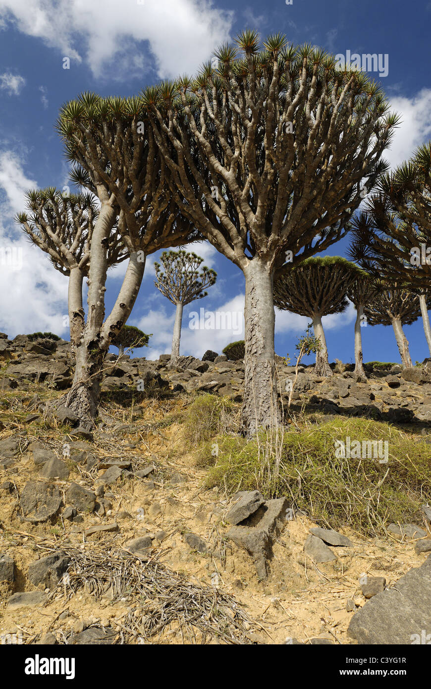 Dracaena cinnabari hi-res stock photography and images - Alamy