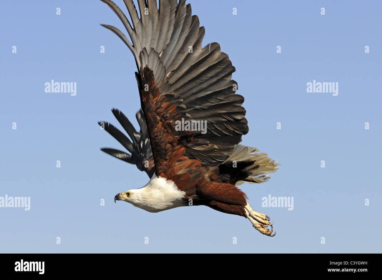 Bald Eagle in Flight Stock Photo - Alamy