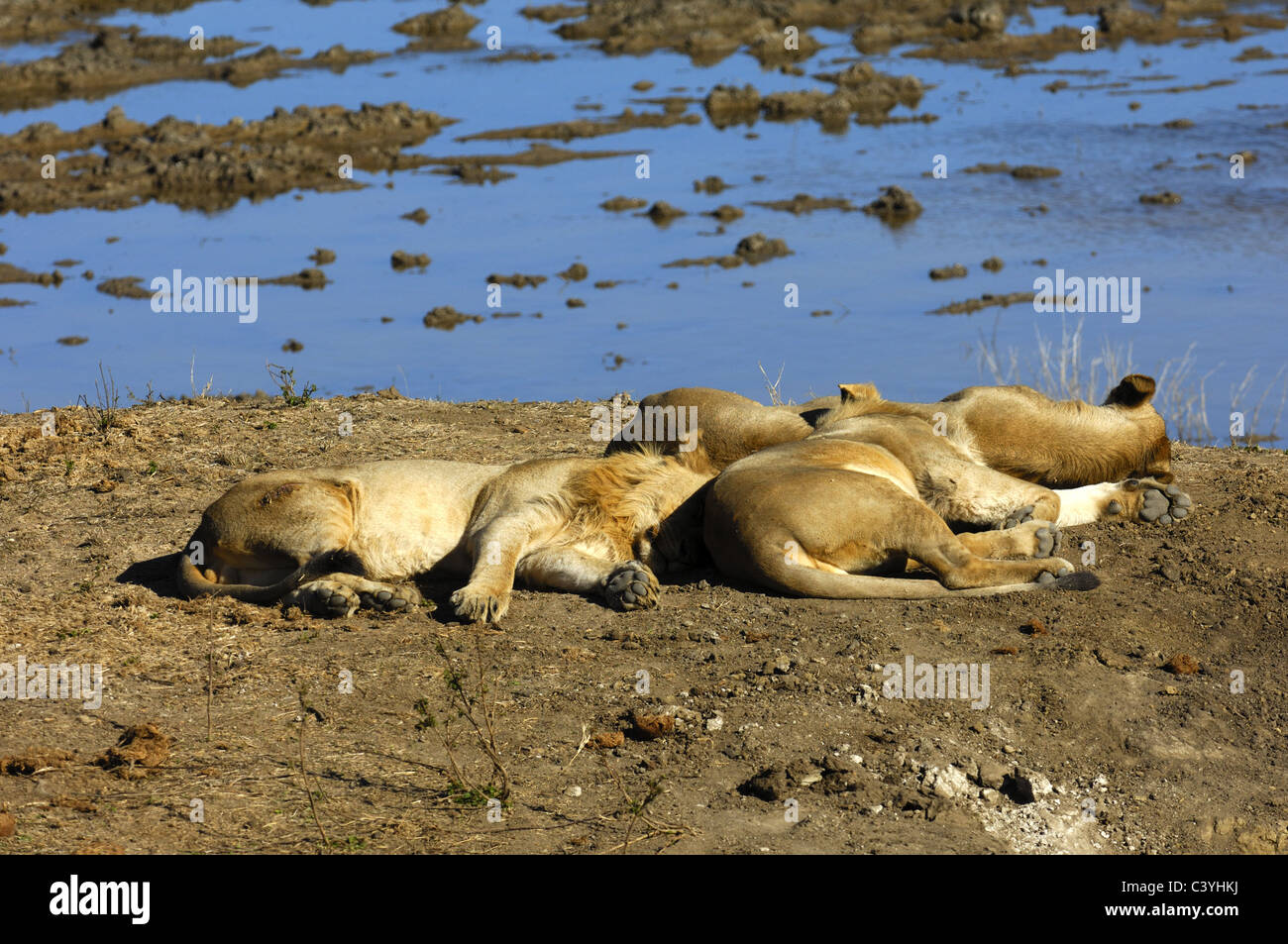Sleepy lion lying at a water point Stock Photo