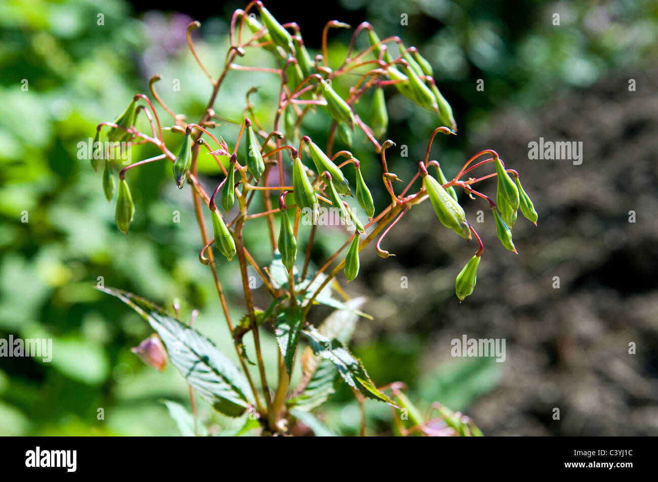 Himalayan Balsam Stock Photo