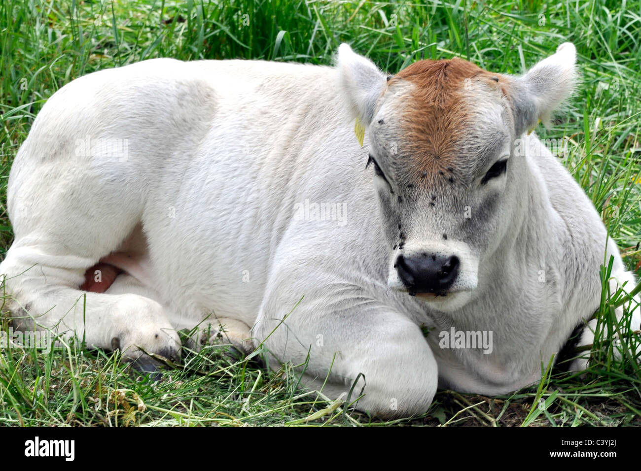 Vea Pets Zoology friend friends domestic pet hi-res stock photography and images ...