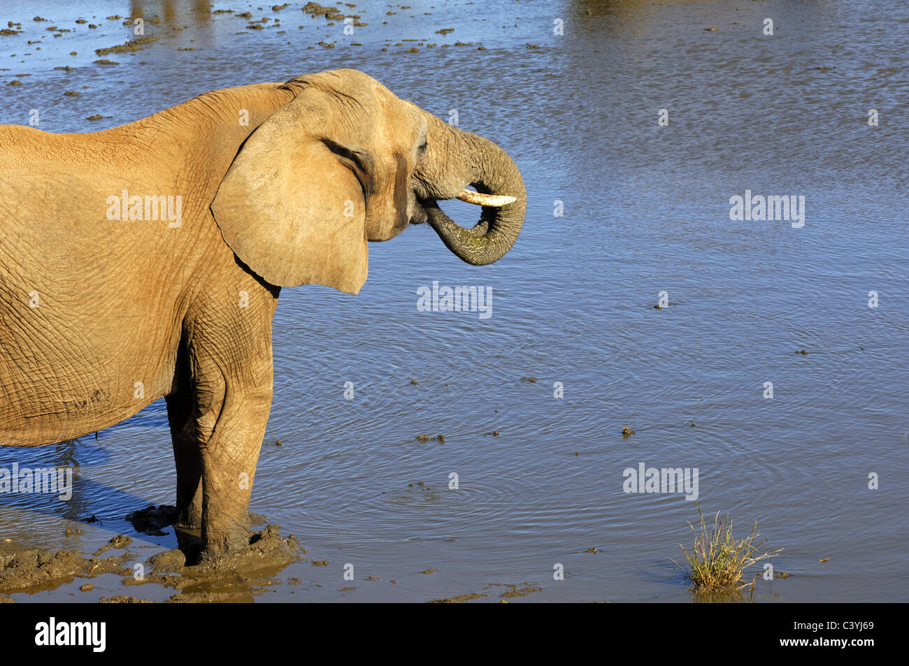 African elephant drinking at a water point Stock Photo