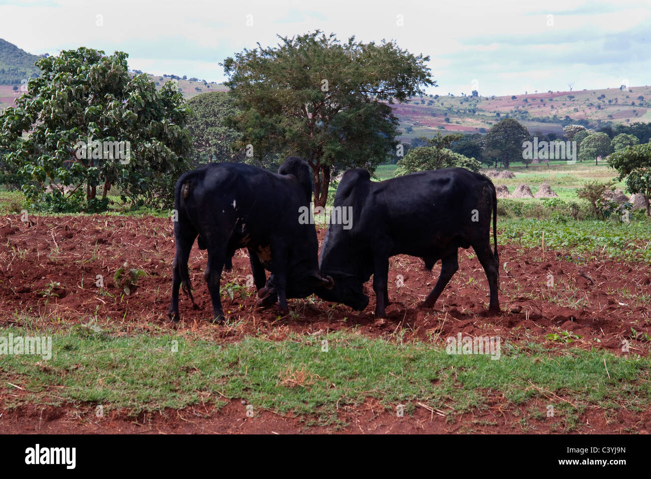 bulls fighting in ethiopia, africa Stock Photo