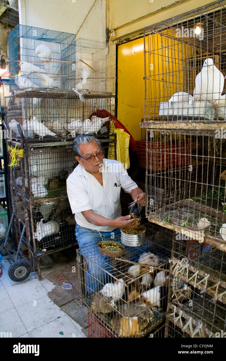 market pet shop