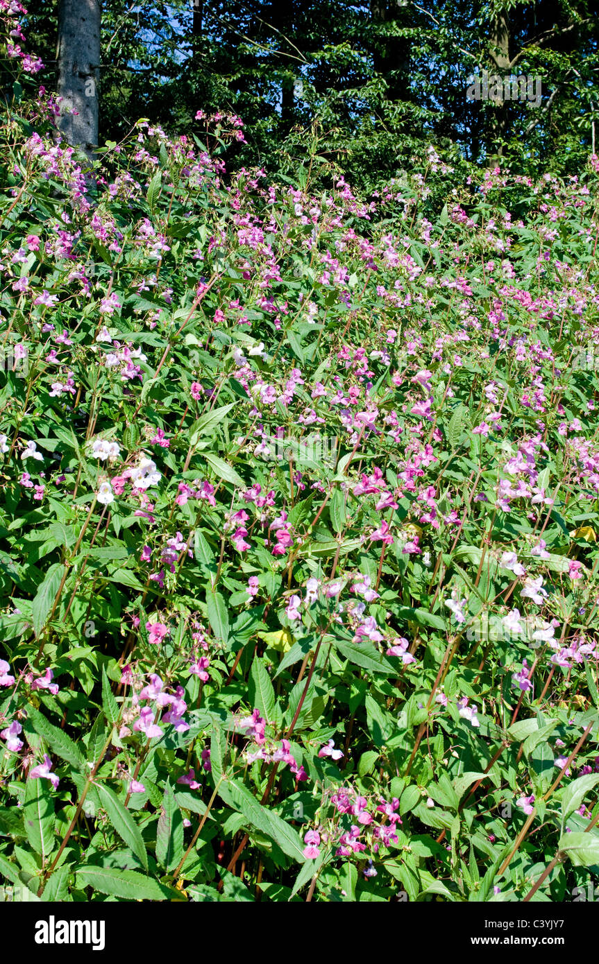 Himalayan Balsam Stock Photo
