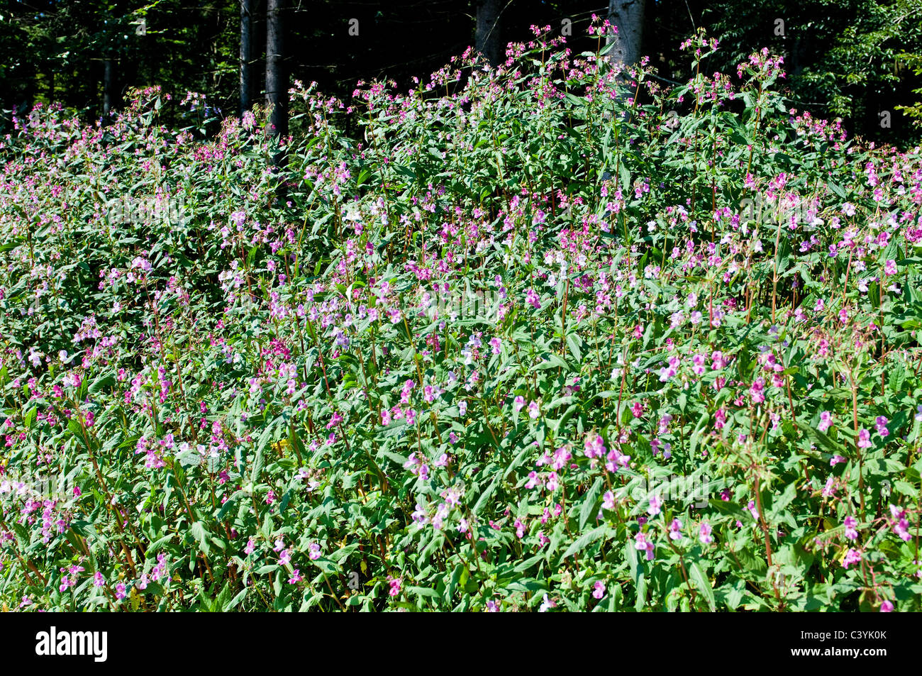Himalayan Balsam Stock Photo
