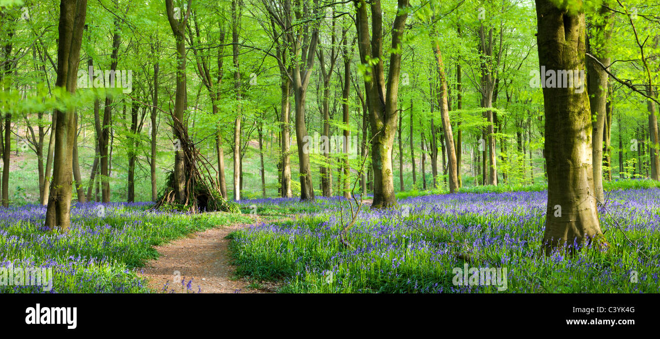 Beech woods and carpets of Bluebells, West Woods, Marlborough, Wiltshire, England. Spring (May) 2009. Stock Photo