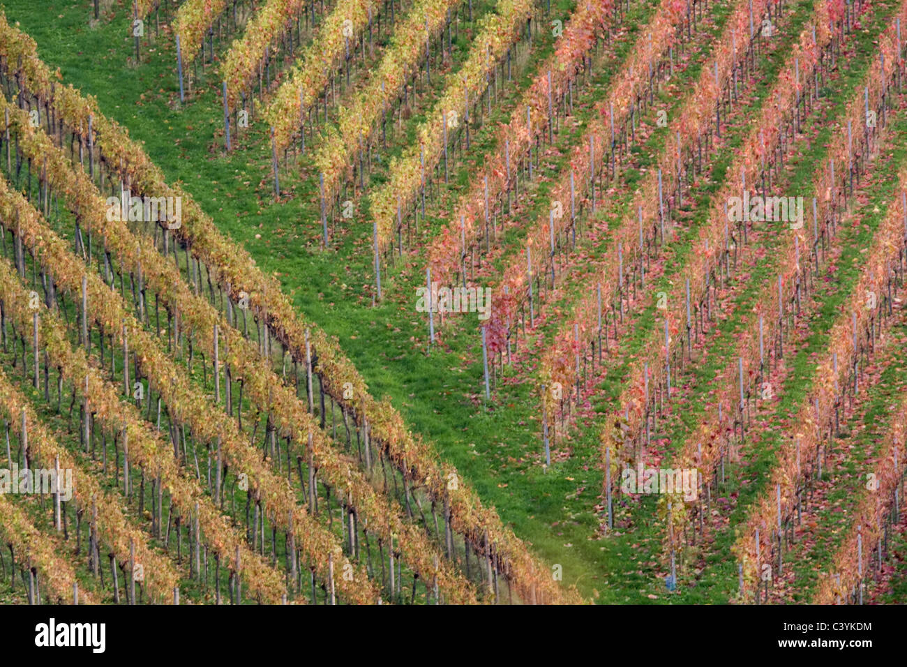 Vineyard Stock Photo