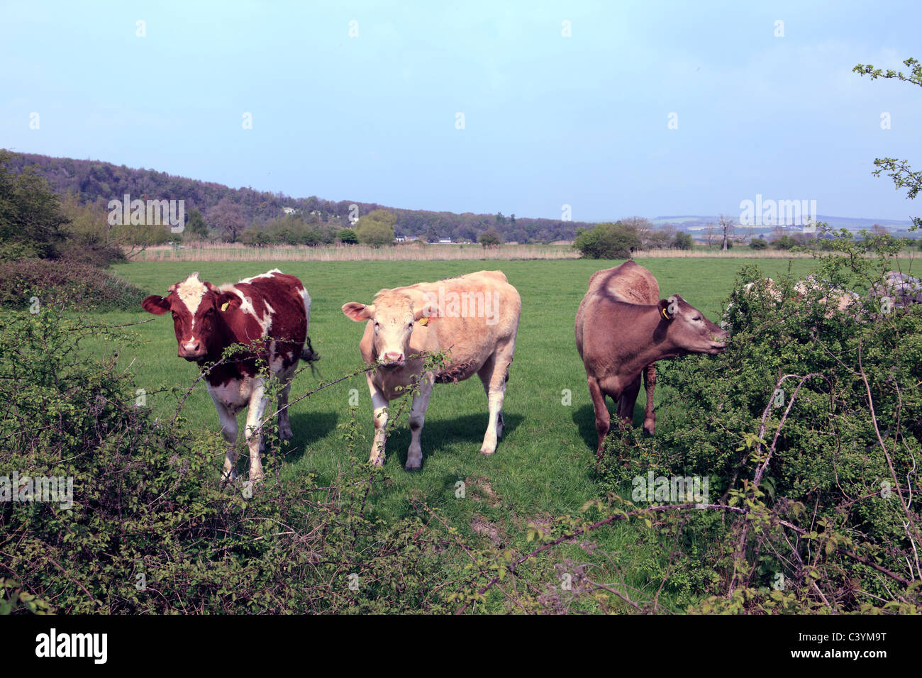 united kingdom west sussex arundel brown cows in a field Stock Photo