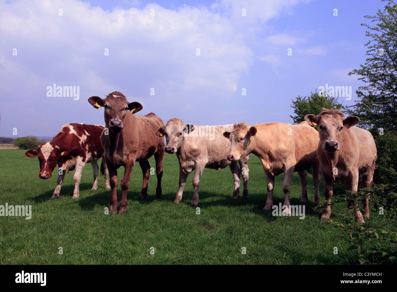united kingdom west sussex arundel brown cows in a field Stock Photo