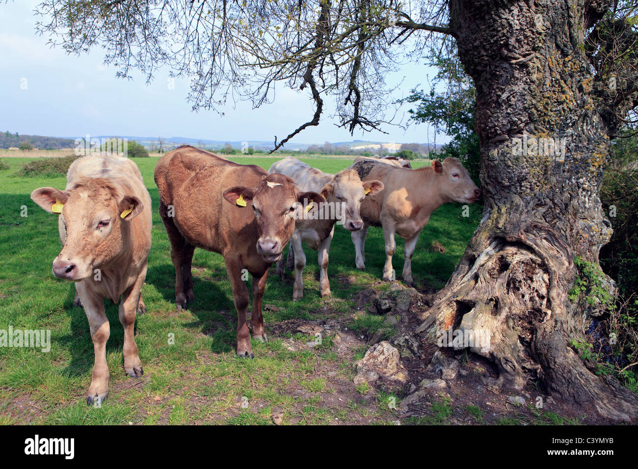 united kingdom west sussex arundel brown cows in a field Stock Photo