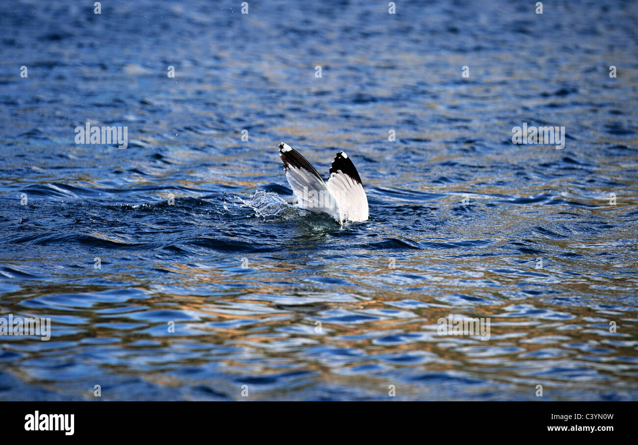 Seagull under water trying to catch a little fish Greece Stock Photo