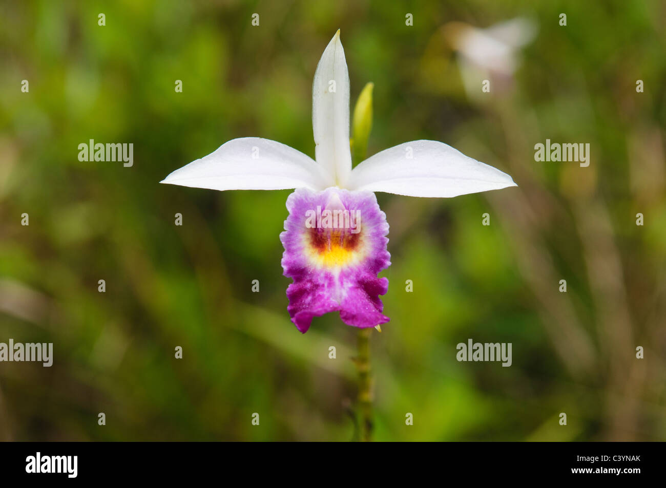 bamboo orchid (Arundina Graminifolia) in Mulu National Park, Sarawak, Borneo, Malaysia Stock Photo