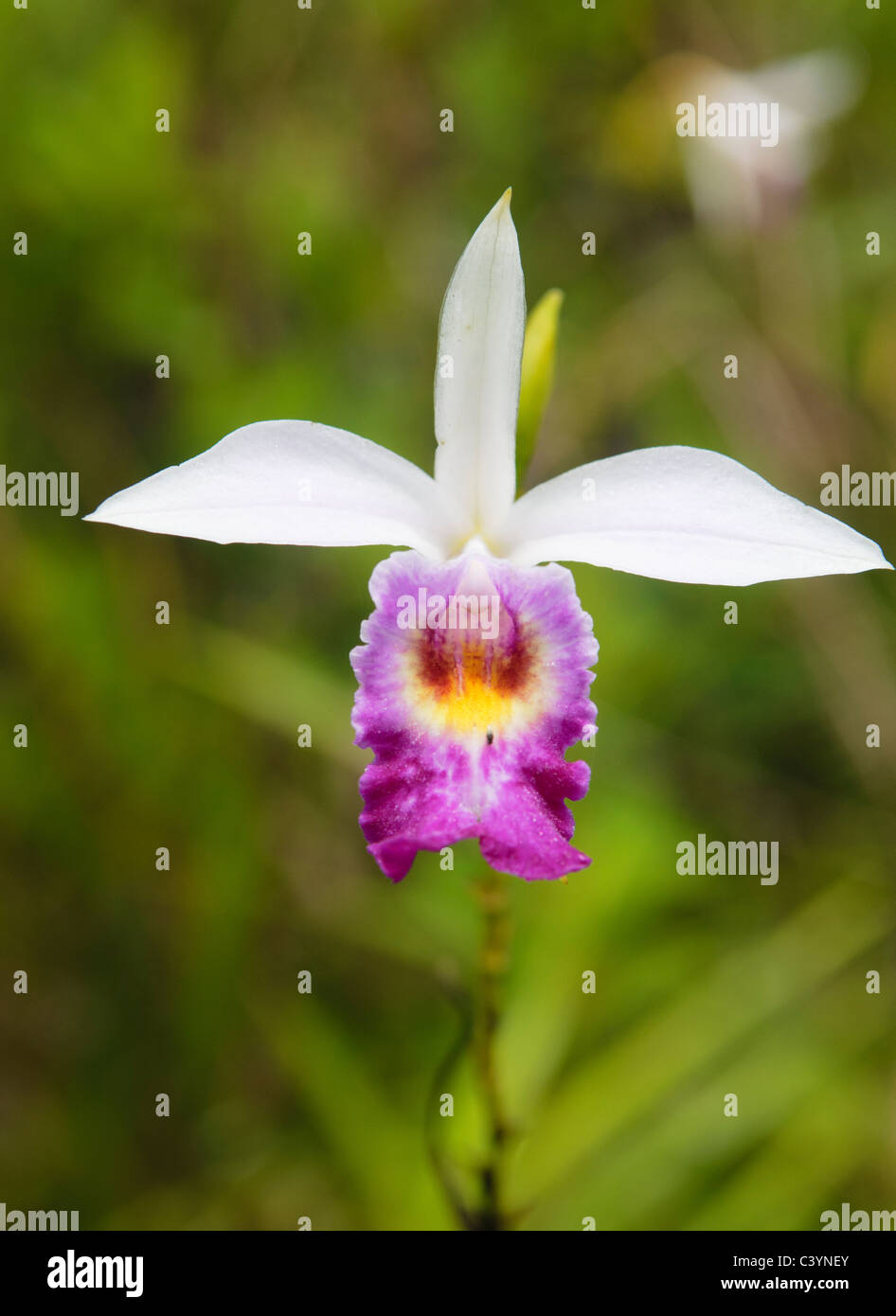 bamboo orchid (Arundina Graminifolia) in Mulu National Park, Sarawak, Borneo, Malaysia Stock Photo