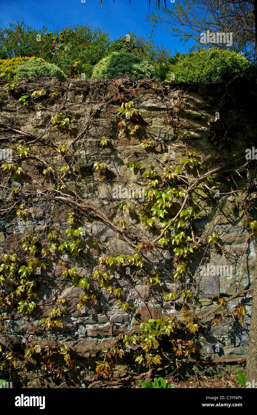 Bude Cornwall UK Canal Ivy Stock Photo - Alamy