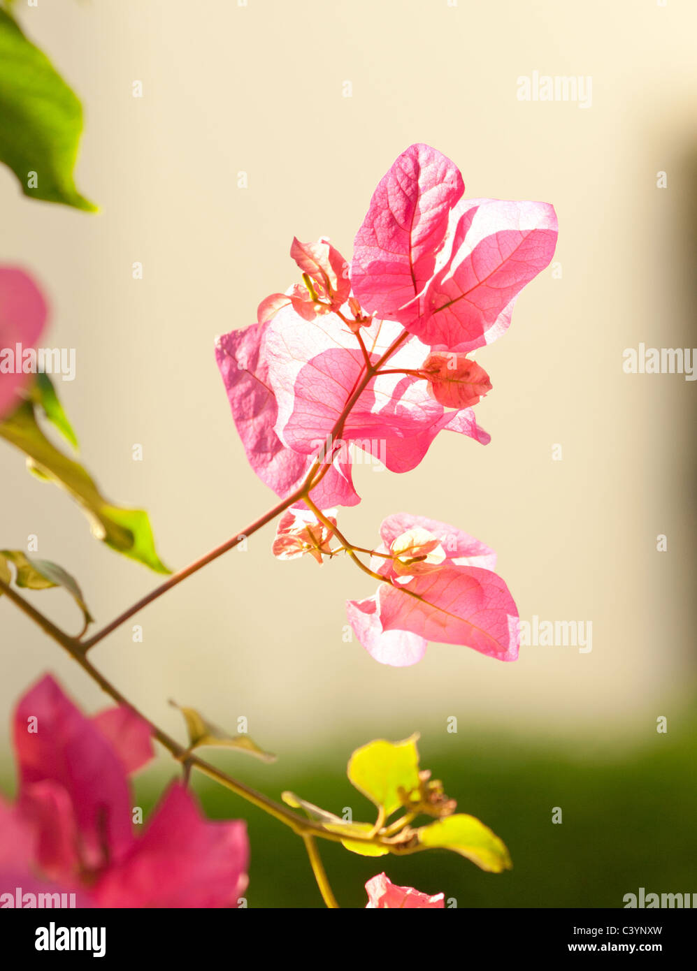 pink delicate flower Stock Photo