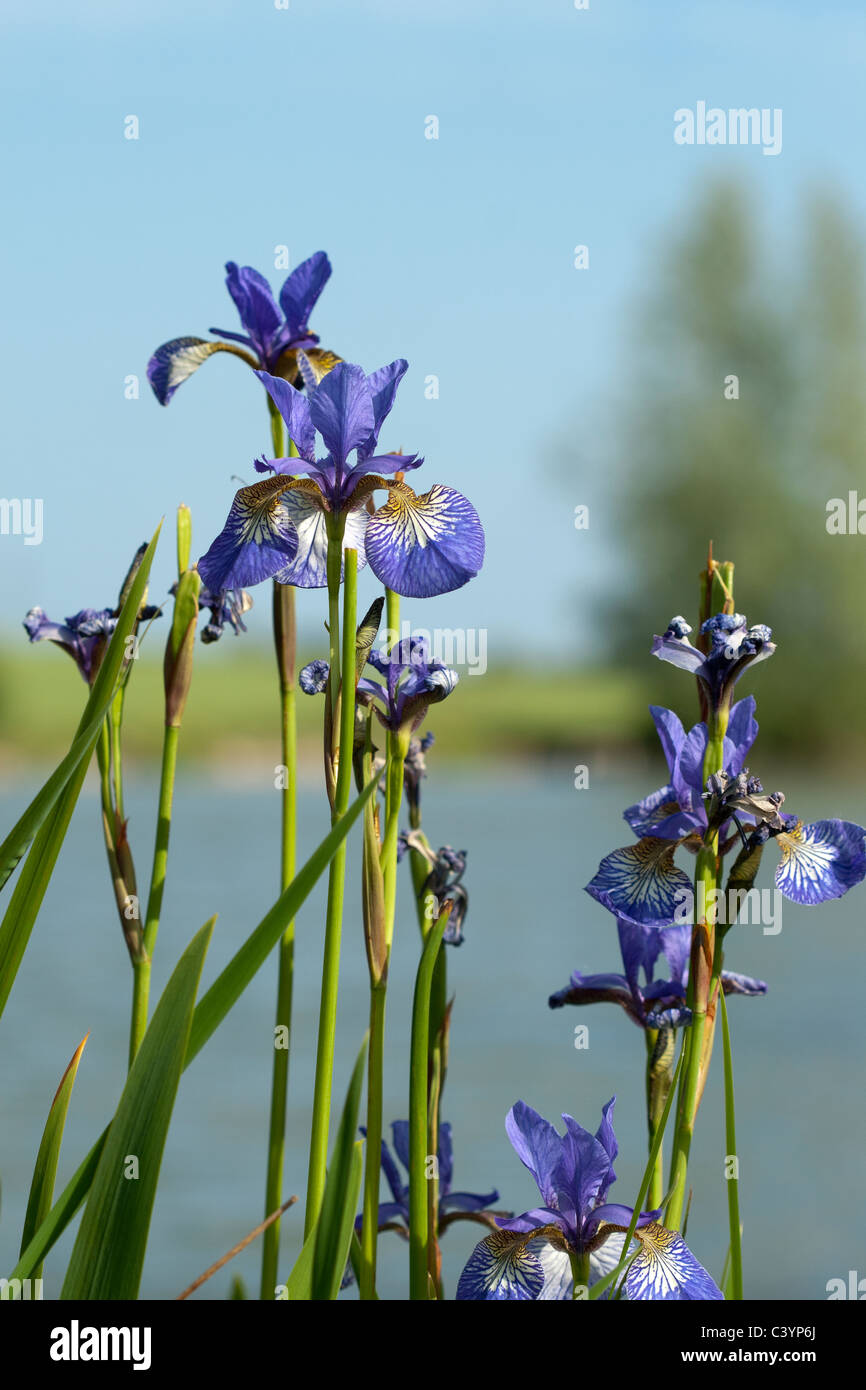 Blue iris by a pond hires stock photography and images Alamy