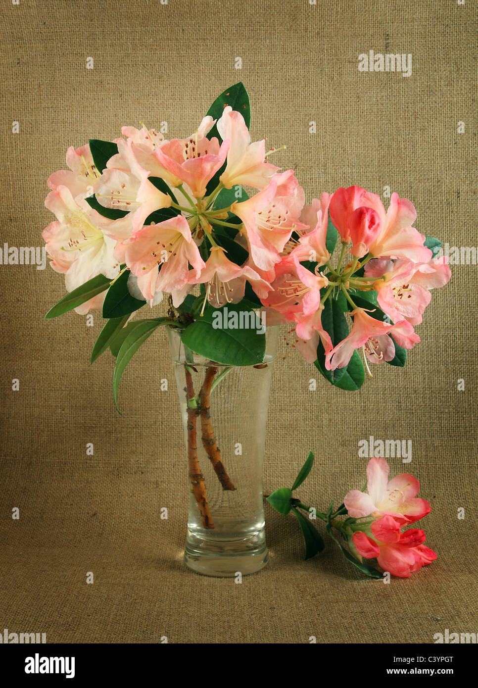 Romantic still life with pink rhododendrons in vase Stock Photo