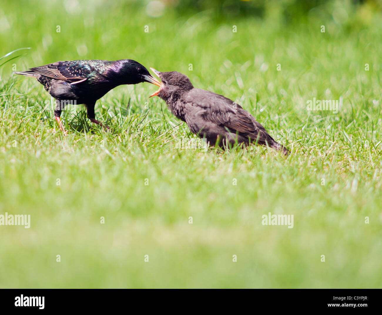 Recently fledged Starling chick being fed by adult, Warwickshire Stock Photo