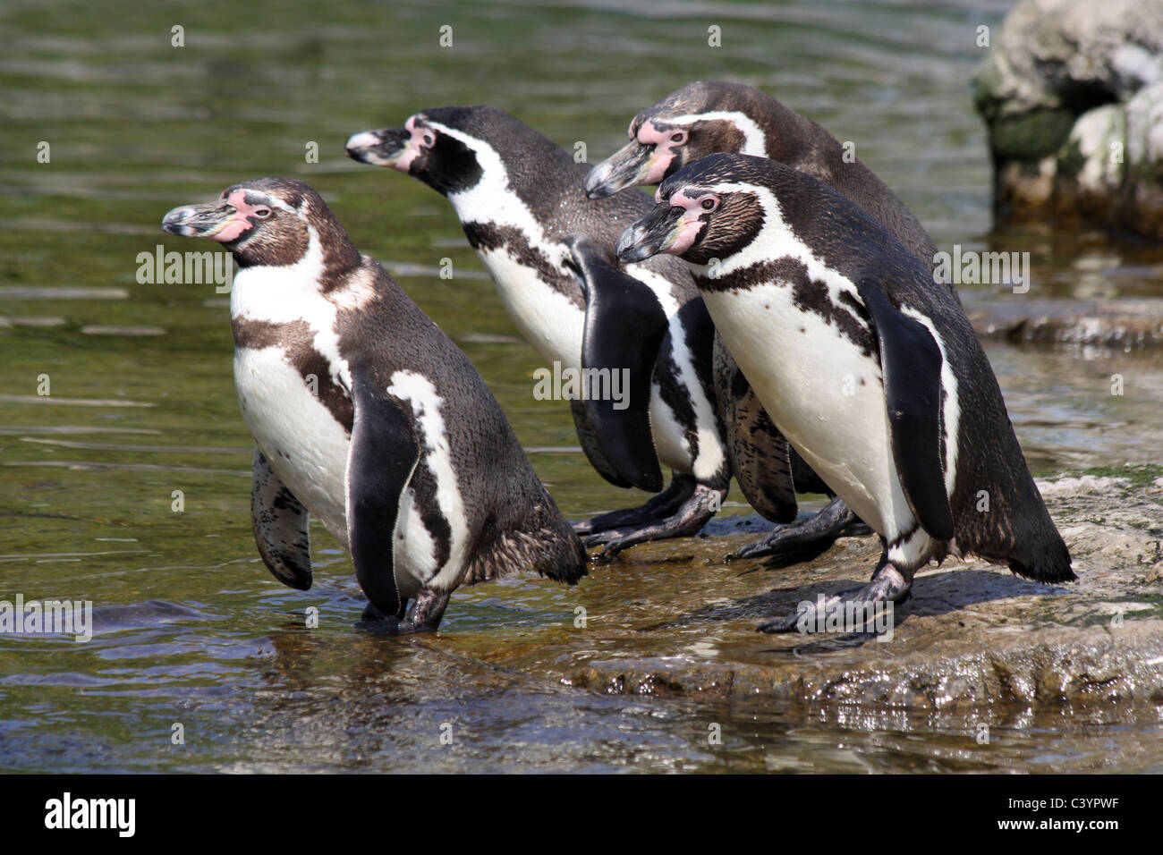 Group Of Humboldt Penguins Spheniscus humboldti About To Dive Into Water Stock Photo