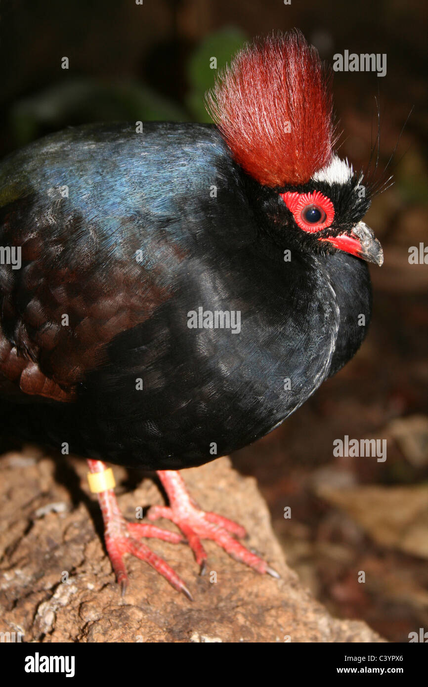 Portrait Of A Male Crested Wood Partridge Rollulus rouloul a.k.a. Crested Partridge, Roul-roul, Red-crowned Wood Partridge Stock Photo