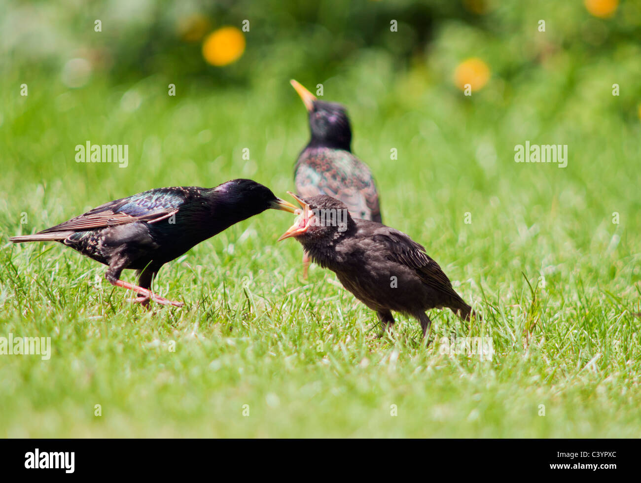 Recently fledged Starling chick being fed by adult, Warwickshire Stock Photo