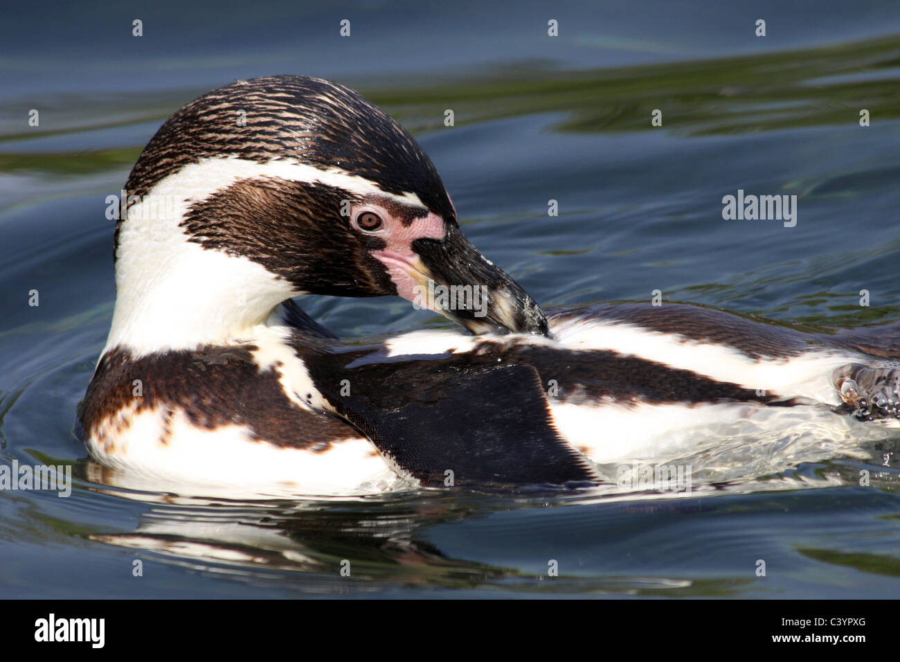 Humboldt Penguin Spheniscus humboldti Preening Whilst Swimming Stock Photo