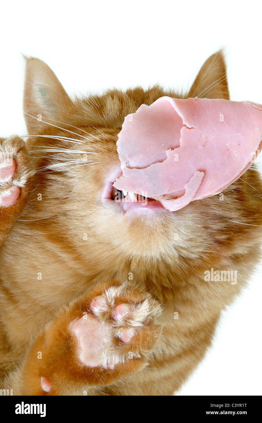 Cat on a glass deals table