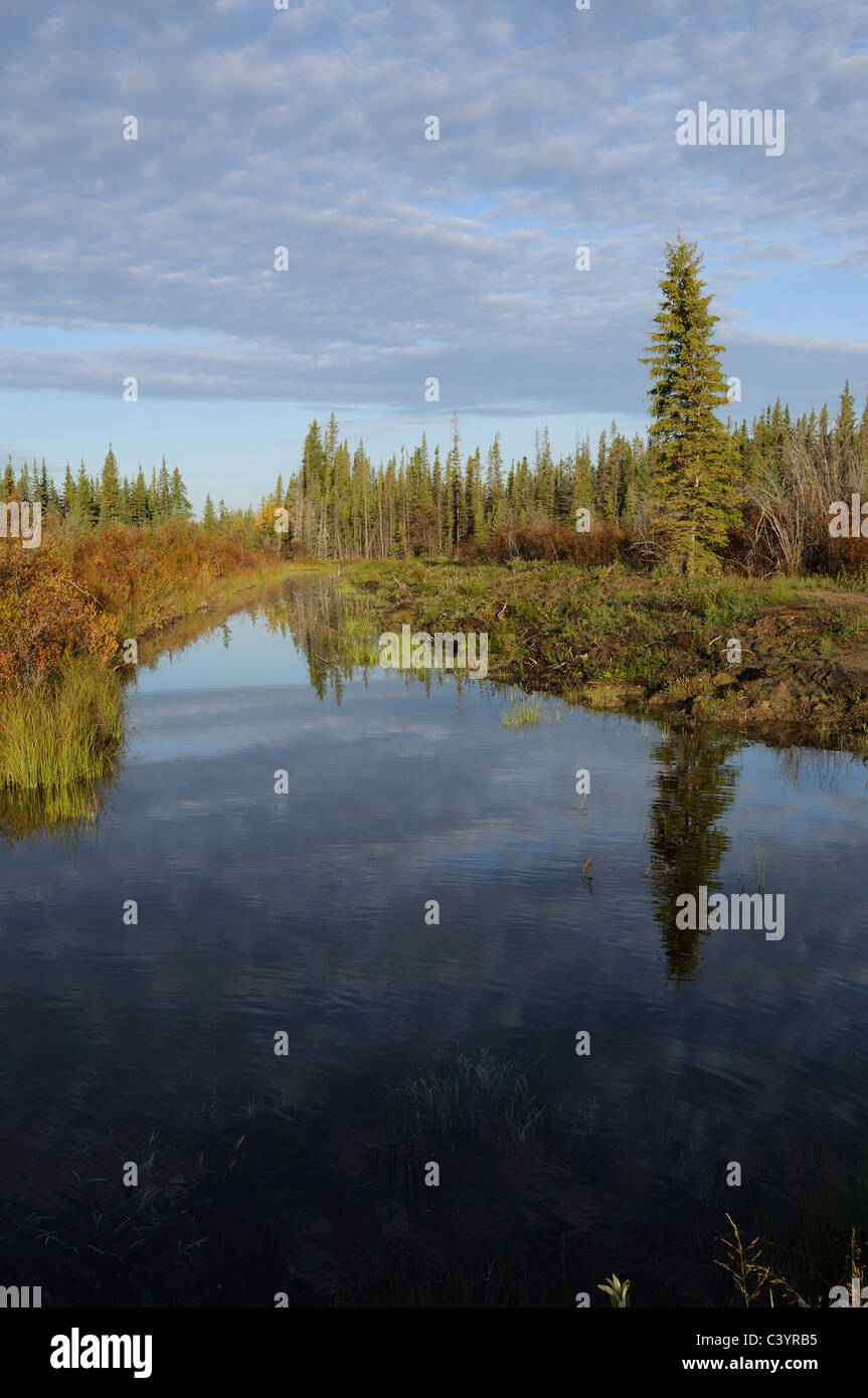 Pond, forest, fall, fall colours, near Fort Smith, Northwest territories, Canada Stock Photo