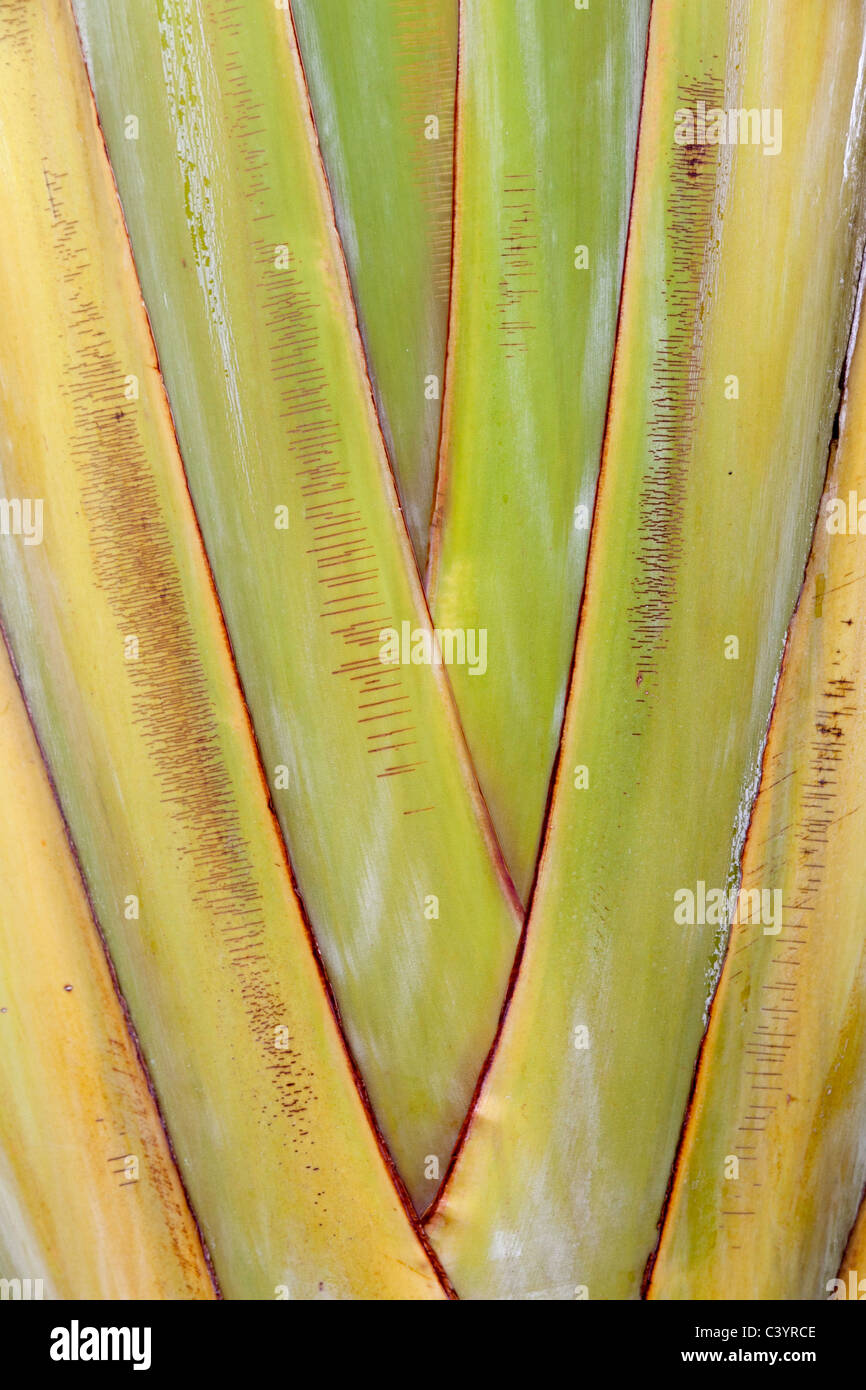 Fibrous stem hi-res stock photography and images - Alamy