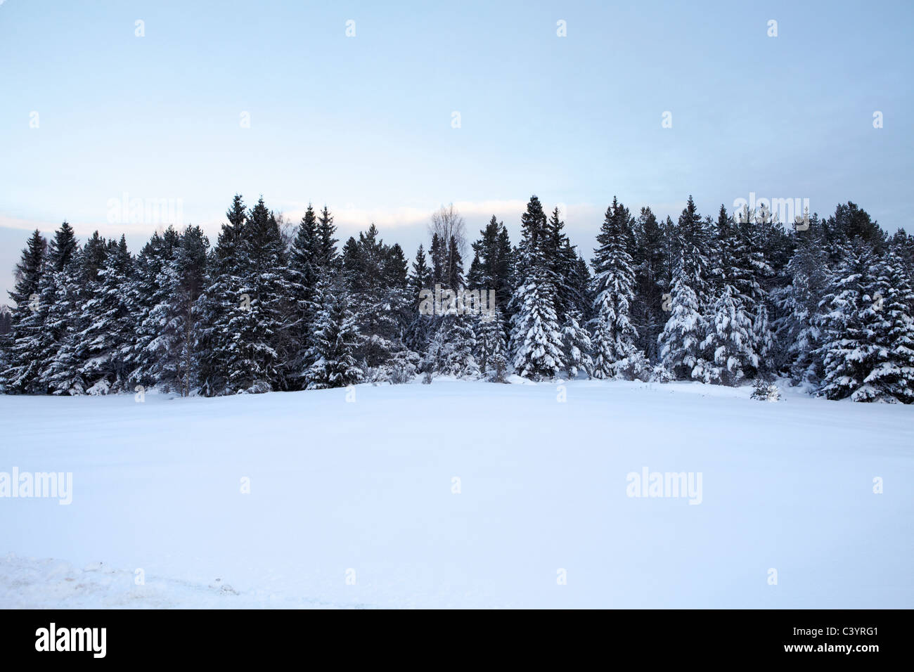 Snow covered pine forest Stock Photo