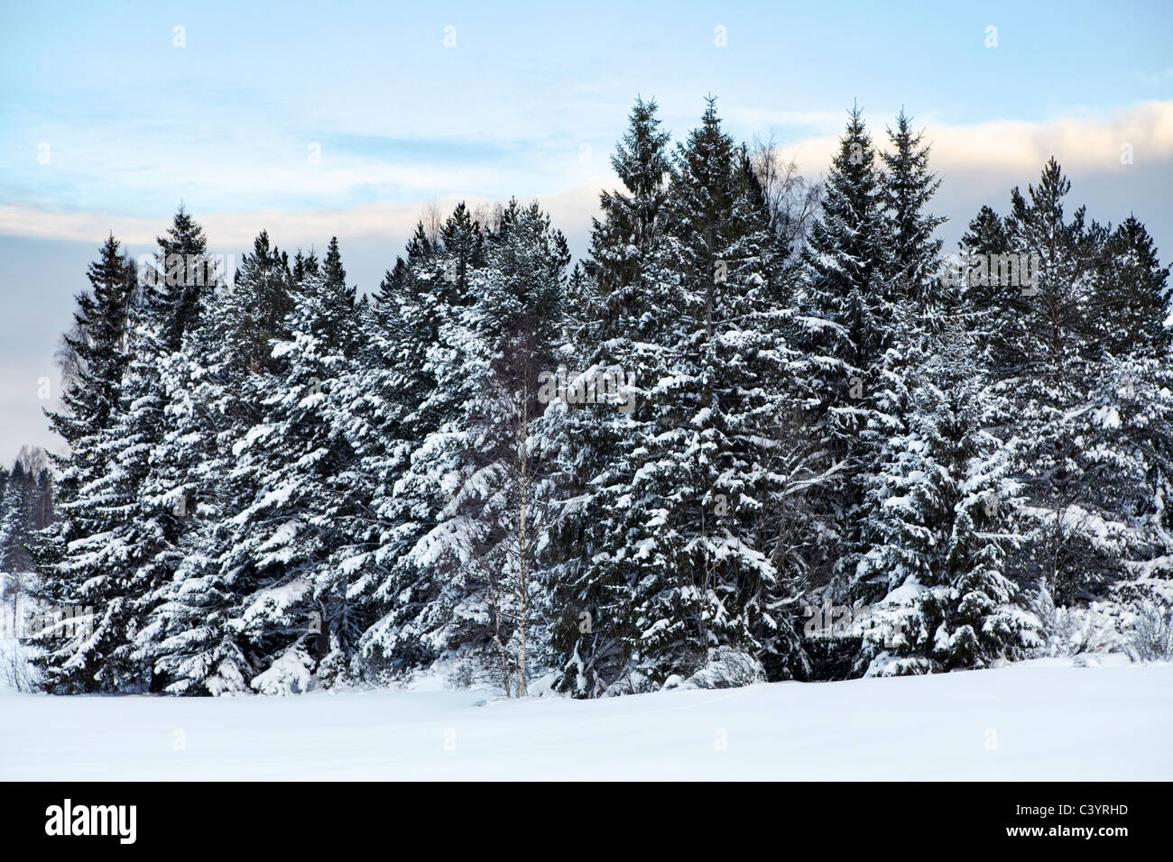 Snow covered pine forest Stock Photo