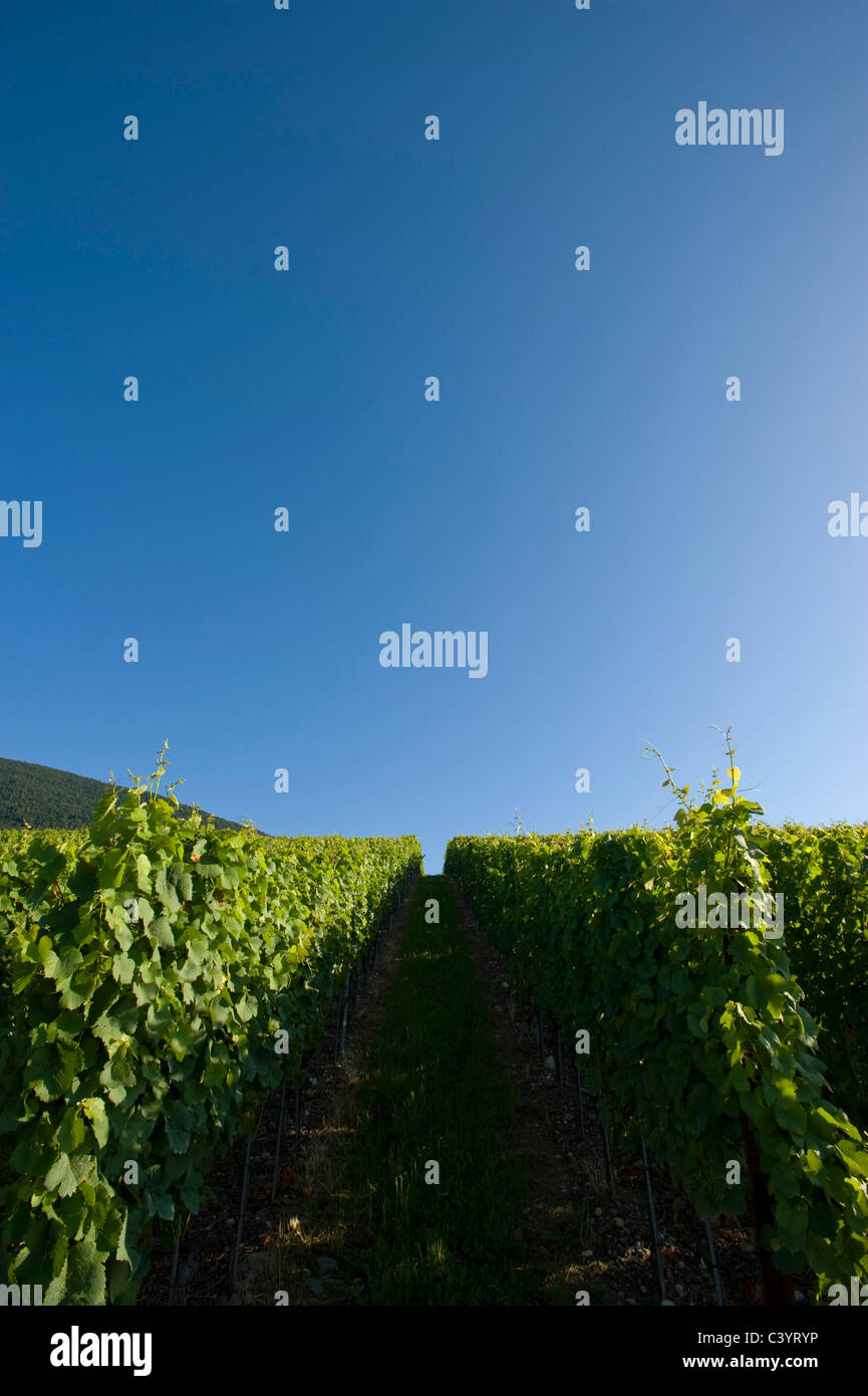 Switzerland, Vaud, Concise, vineyards, vineyard, wine, summer, wine cultivation, shoots, Stock Photo