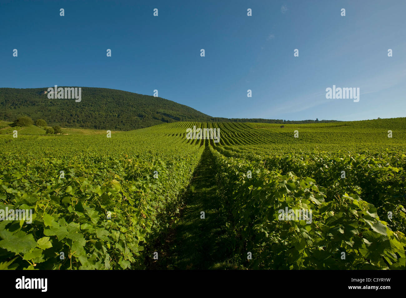 Switzerland, Vaud, Concise, vineyards, vineyard, wine, summer, wine cultivation, shoots, Stock Photo
