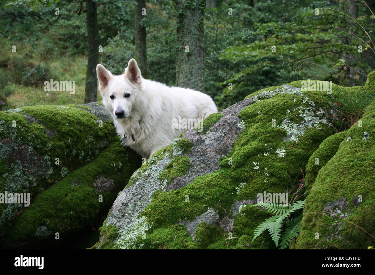 Animal, Beast, dog, white, Canadian sheepdog, wood, forest, stones Stock Photo