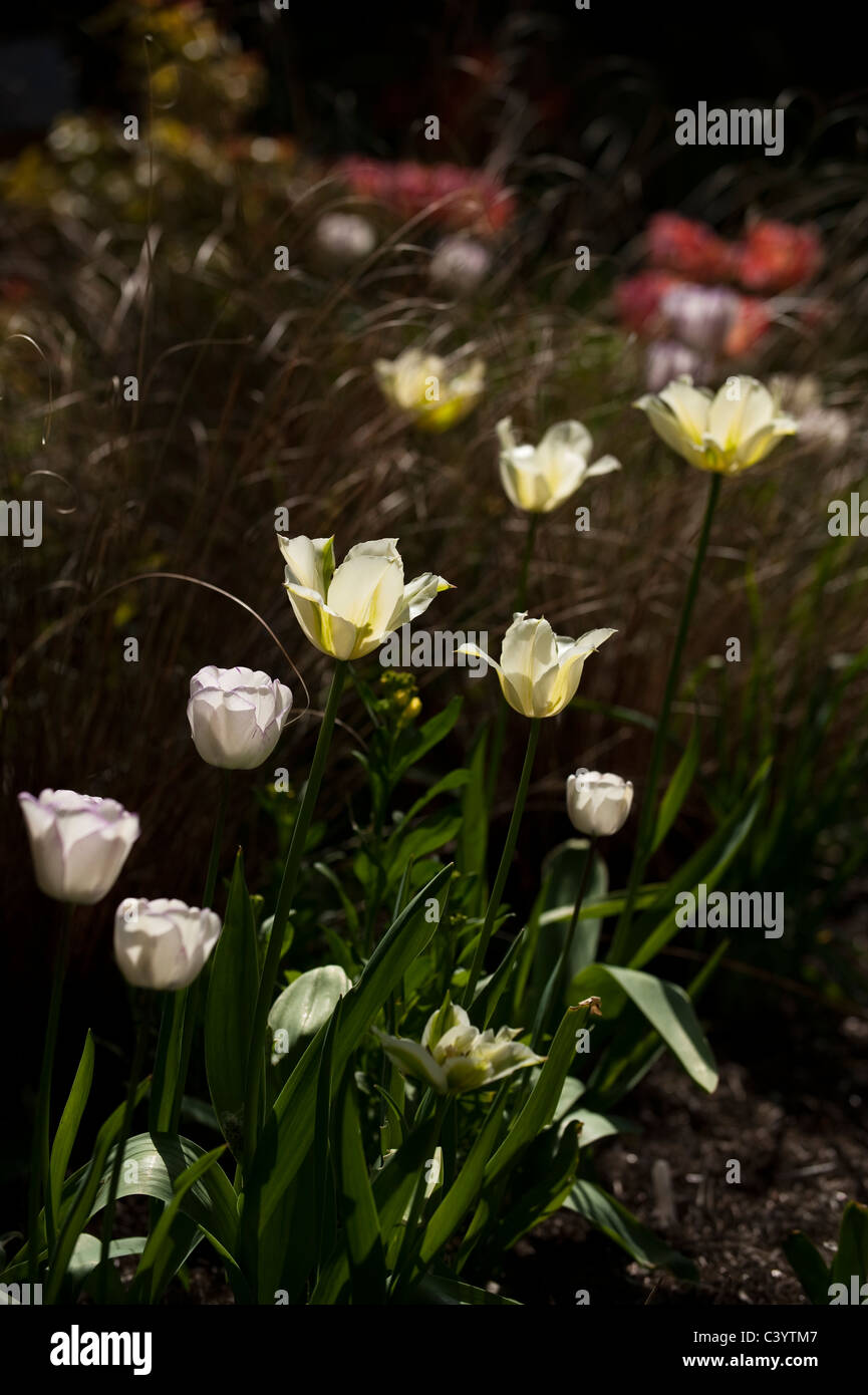Tulipa 'Spring Green' and Tulipa 'Shirley' with Carex comans Bronze in the background Stock Photo