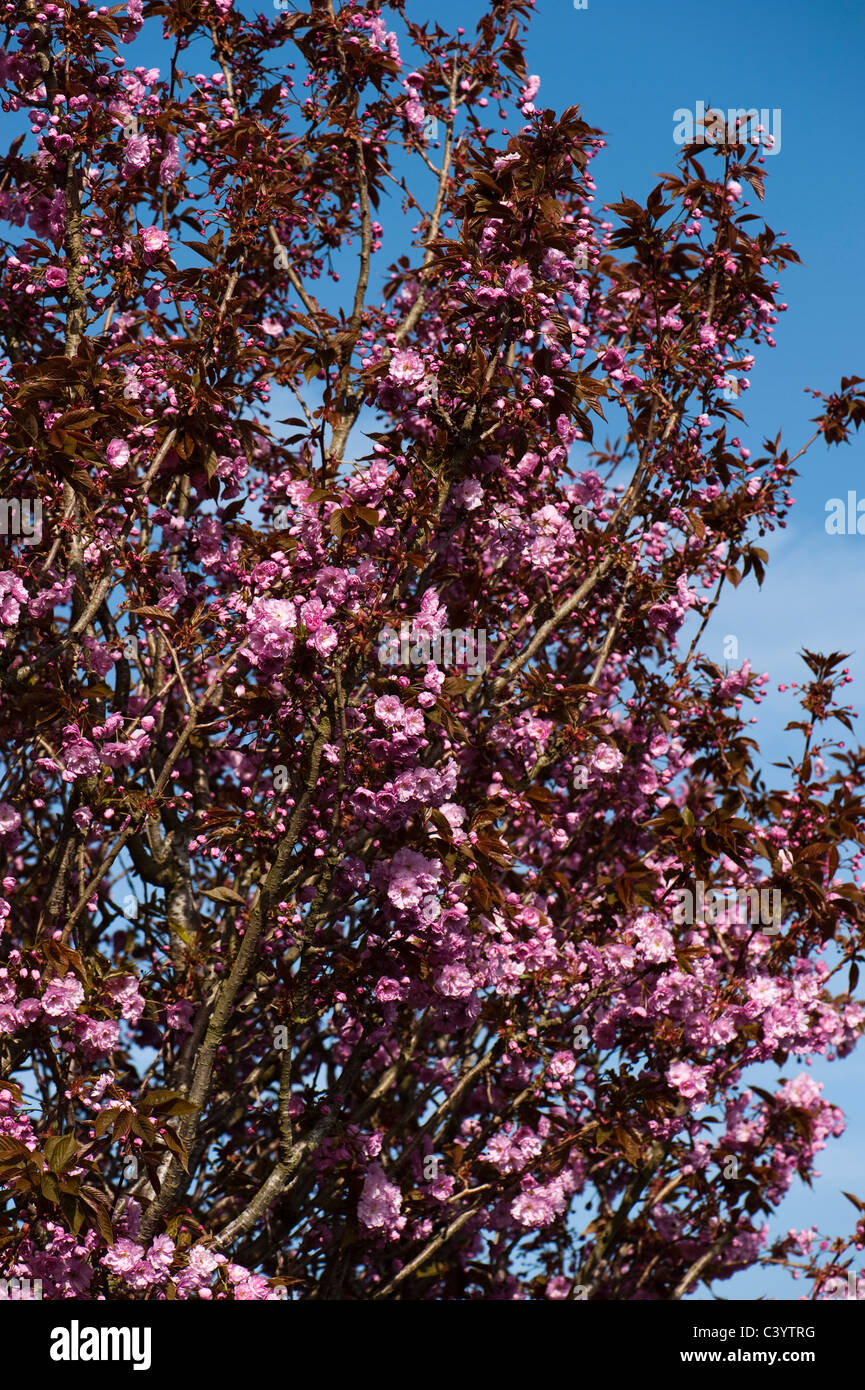 Prunus, Ornamental Cherry Tree in flower Stock Photo