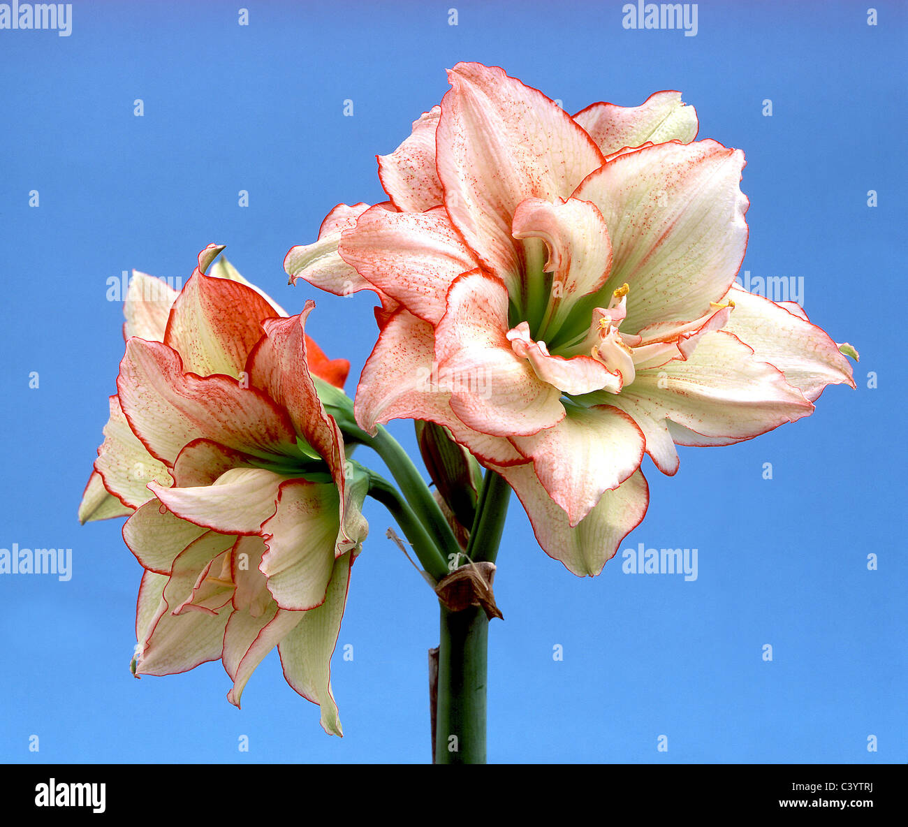Amaryllis Aphrodite in flower against blue background Stock Photo